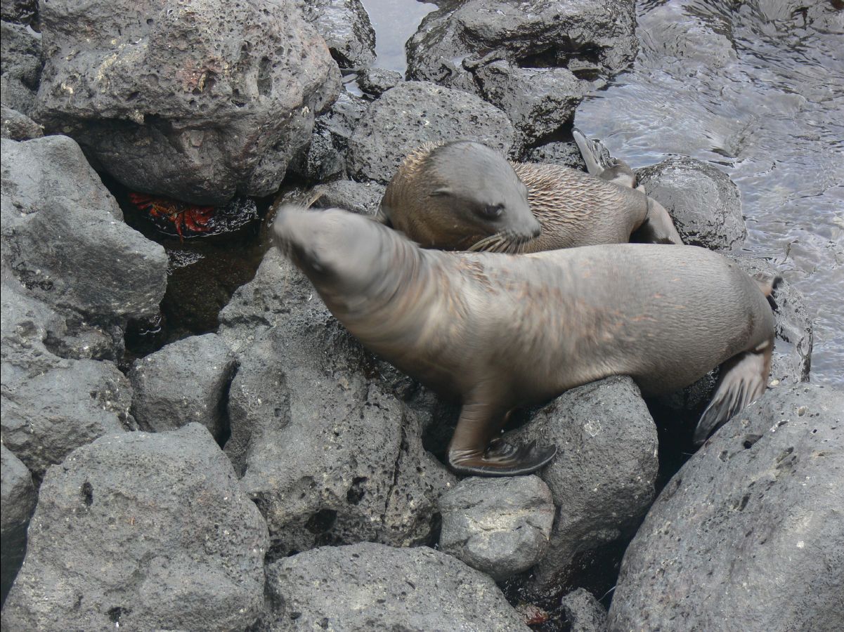 Sea Lions113